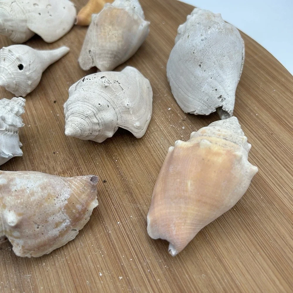 N/A sea shells